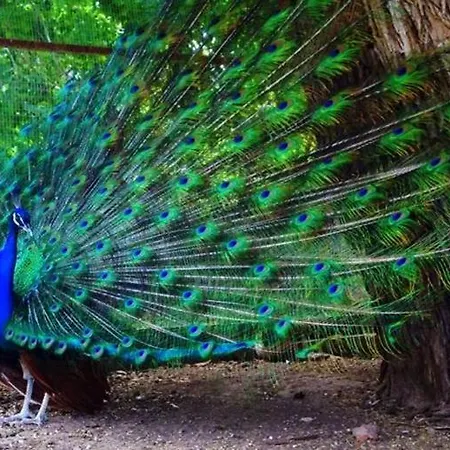 Mavi Konak Deluxe Rooms & Suits Kerínia