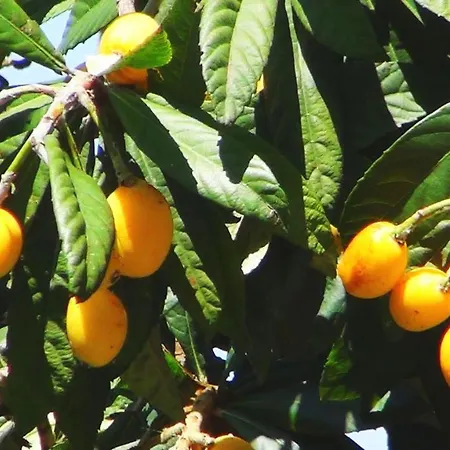 Mavi Konak Deluxe Rooms & Suits Vendégház 3*