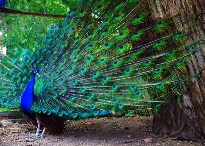 Mavi Konak Deluxe Rooms & Suits Cirénia