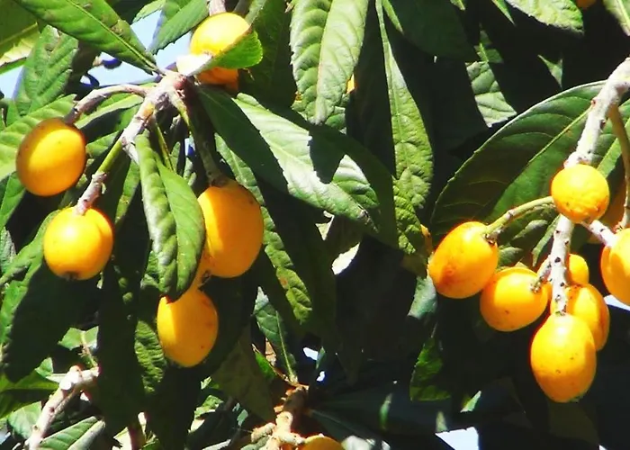 Mavi Konak Deluxe Rooms & Suits Casa de hóspedes 3*